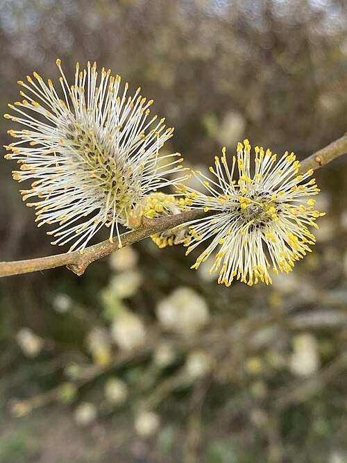 Salweide (Salix caprea) – Produktbild, heimische Wildpflanze, Gehölze, naturnaher Garten